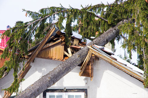 台風による倒木で家が壊れた！ 賠償責任は誰にあるのか？